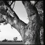 The tree in the driveway