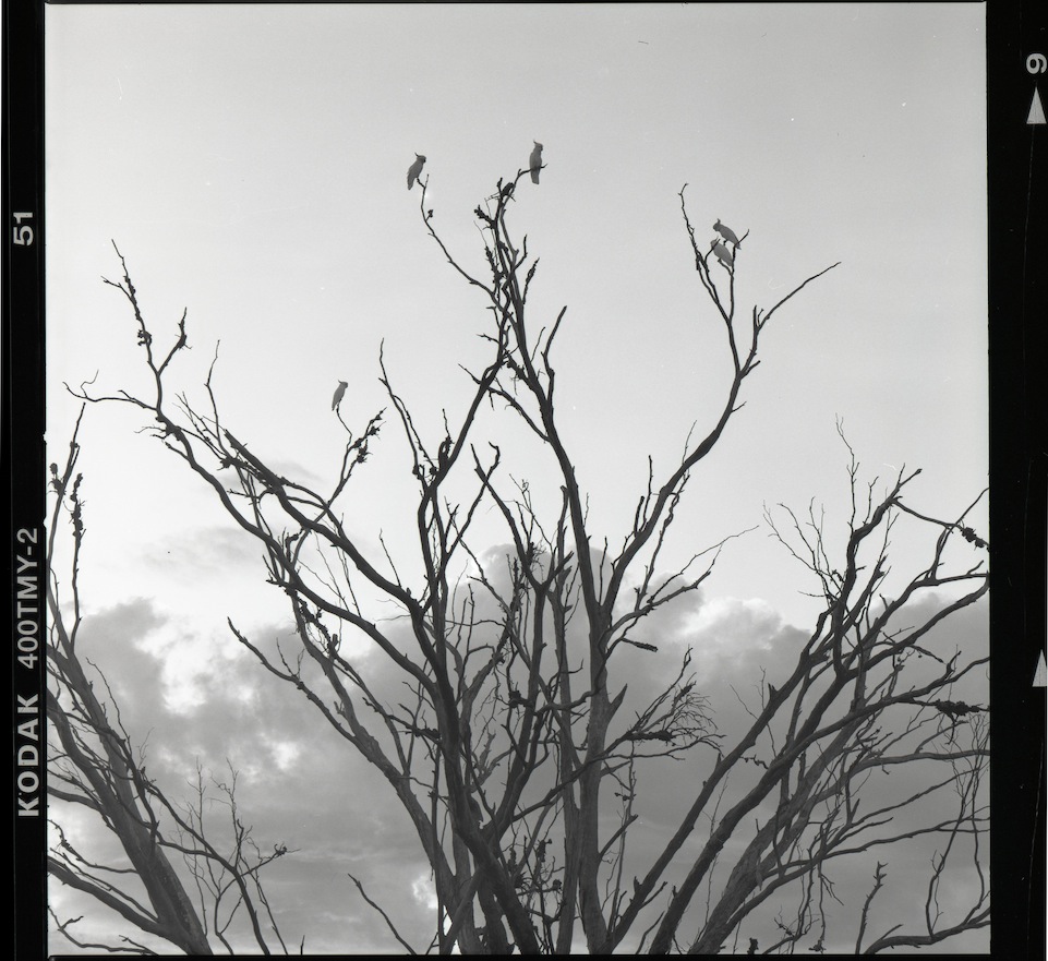 Cockatoos at Lynoch