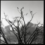 Cockatoos in the tree