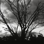 Cockatoos in the tree