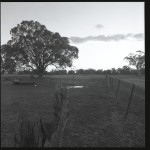 Water trough and fenceline. Our land went along the fenceline all the way to the tree line in the far distance...