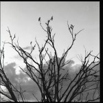 Cockatoos in the tree